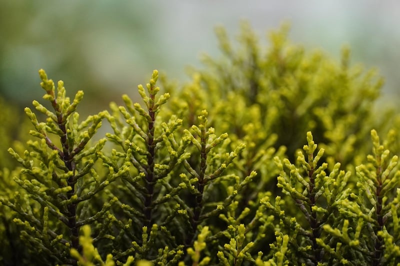 Wizardry shrubs