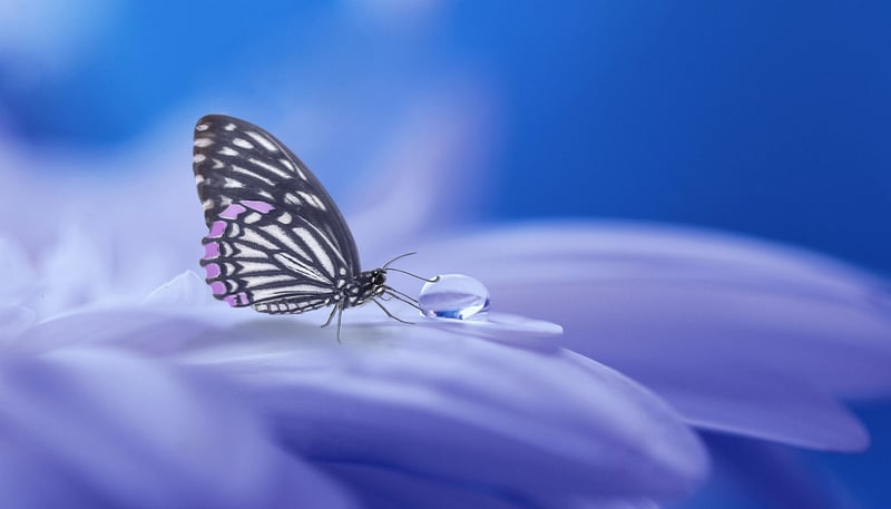 Fantasy flora