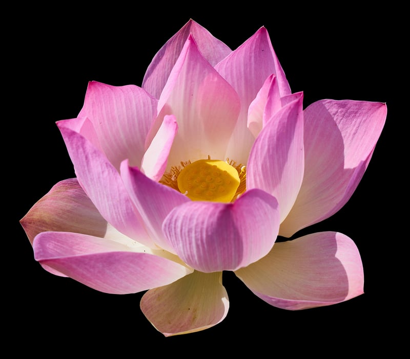 Moonlight Lily